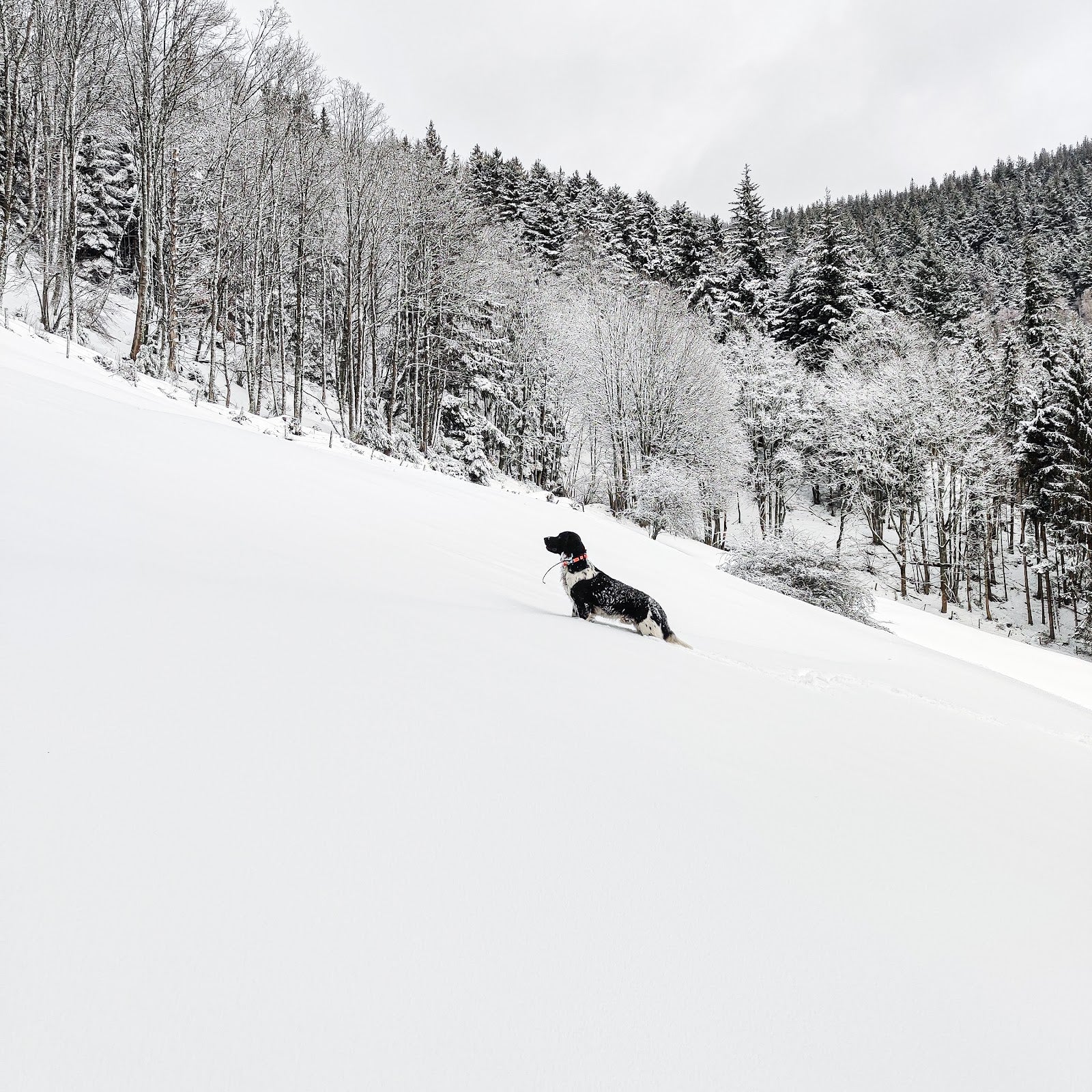 Le Chien de chasse le meilleur ami du chasseur Nemrod