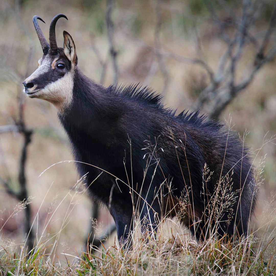 chamois gibier
