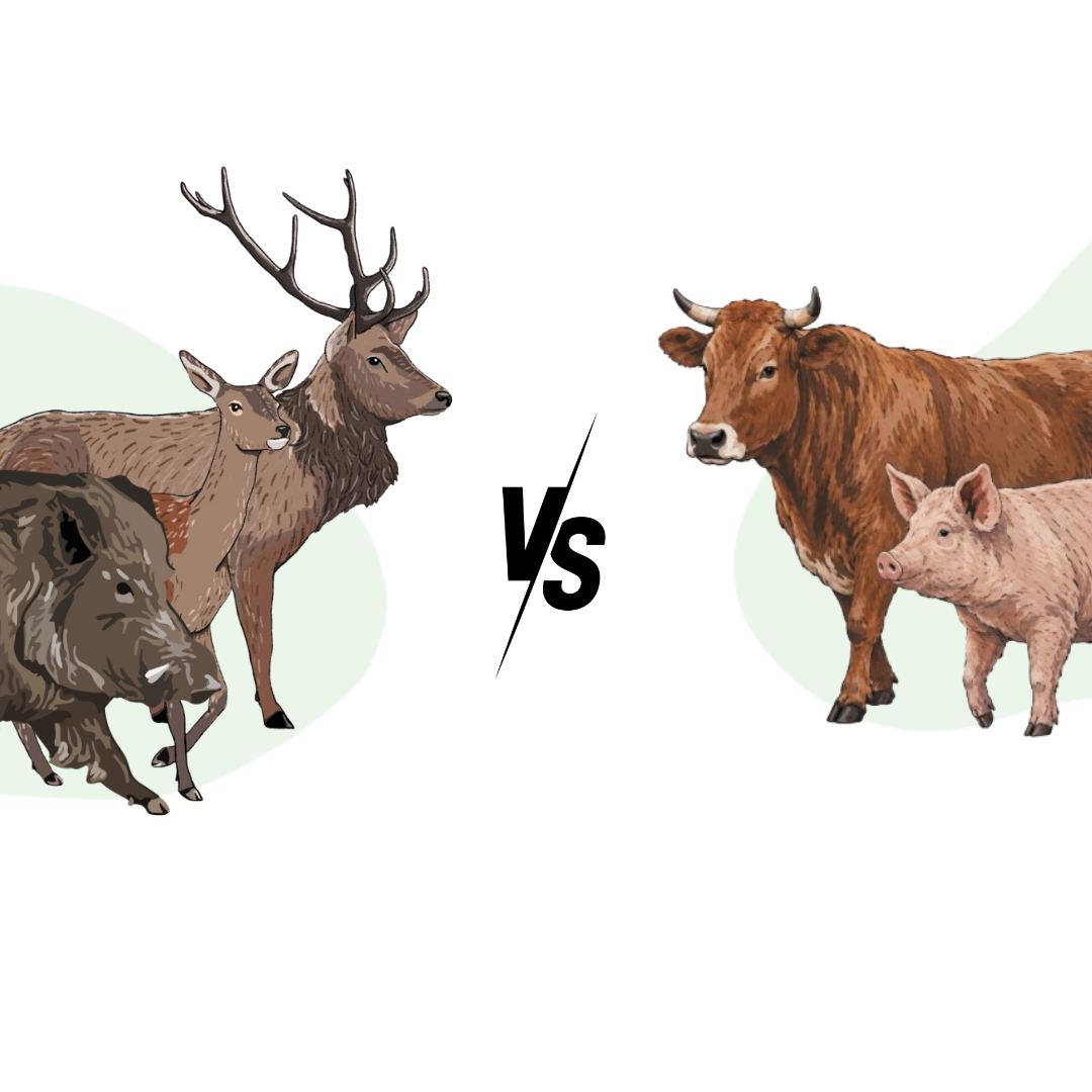 La viande de gibier sauvage: quels atouts nutritionnels face à la viande classique ?