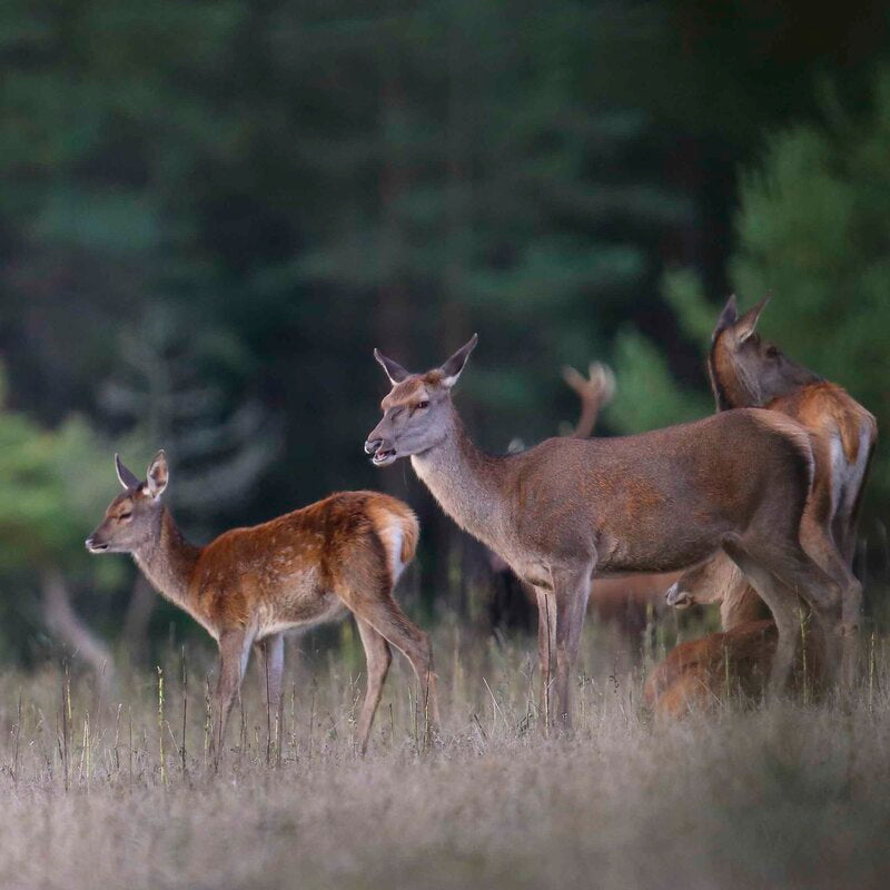 Tout savoir sur la Biche