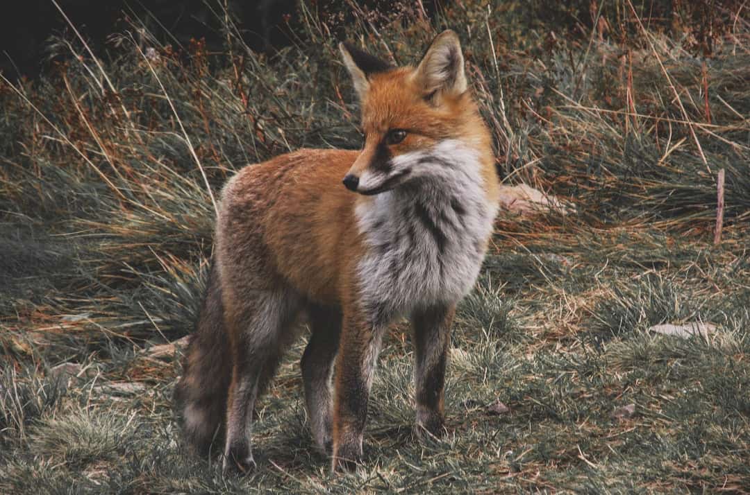 Le renard, notre emblème ! - Nemrod.co
