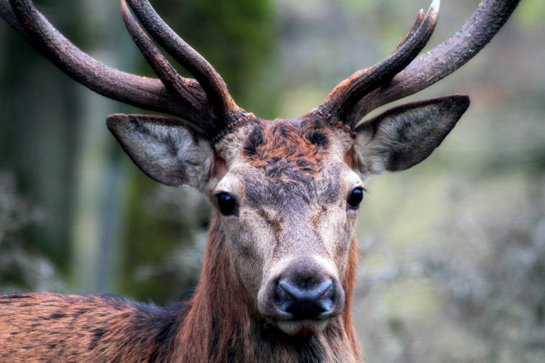 Cerf gibier