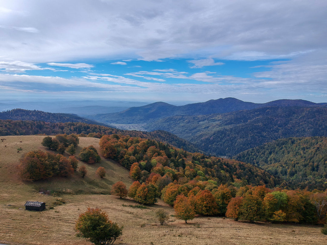 Les forêts du massif des Vosges - Nemrod.co